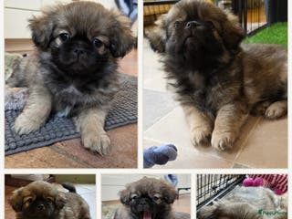 Tibetaanse Spaniel honden Tibetaanse spaniel, nog 1 pup beschikbaar (Groning - Advertentie 1