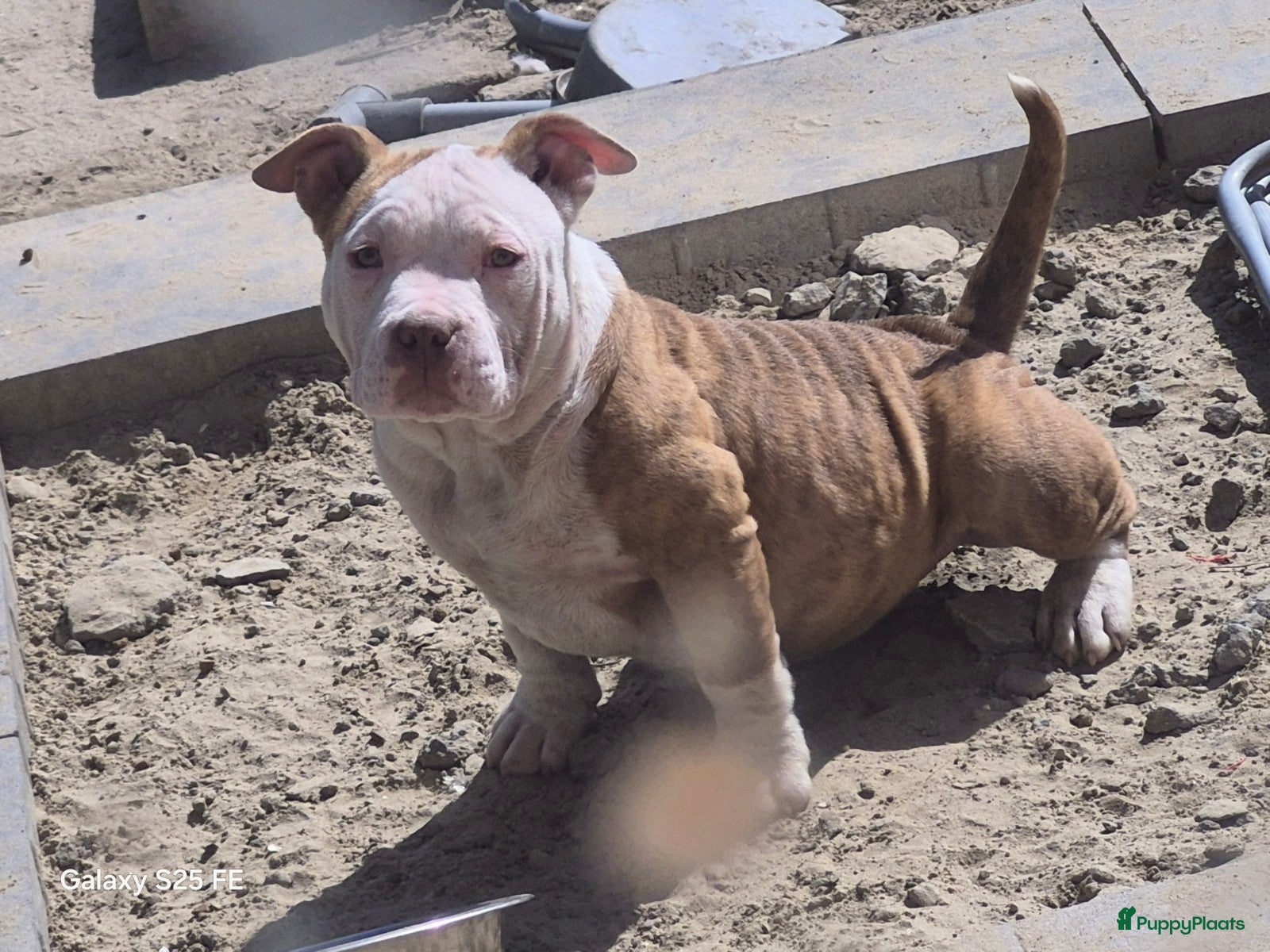 Amerikaanse Bully honden American bully pocket - Advertentie 3