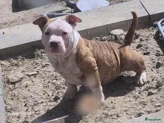 Amerikaanse Bully honden American bully pocket - Advertentie 3