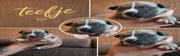 Amerikaanse Bully honden te koop: American bully pocket pups - Advertentie 2