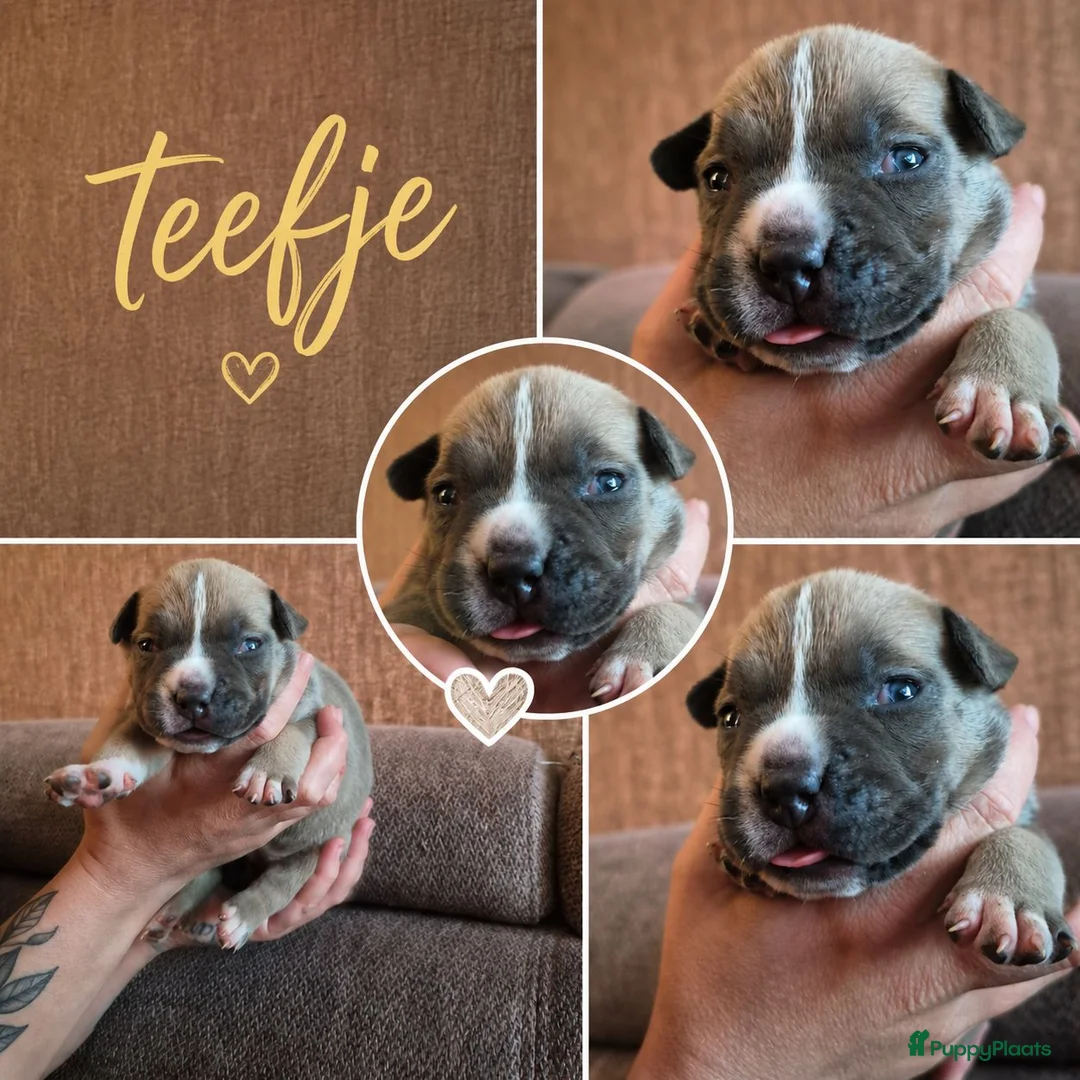 Amerikaanse Bully honden te koop: American bully pocket pups - Advertentie 2