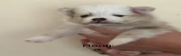 Pomeriaan honden te koop: Mooie Pomeriaantjes  - Advertentie 21