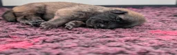 Tervuerense Herder honden te koop: Belgische Tervuerense herder puppy's te koop  - Advertentie 5