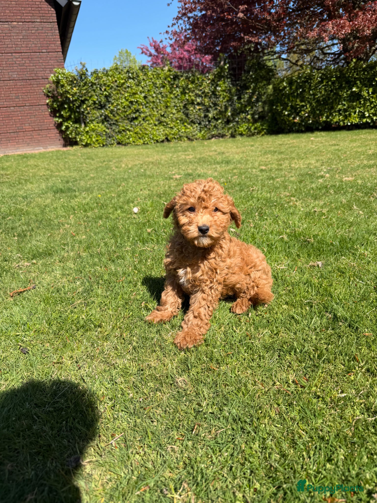 Labradoodle honden Mini Doodle (Dwerg Poedel x Mini Labradoodle) pups - Advertentie 1