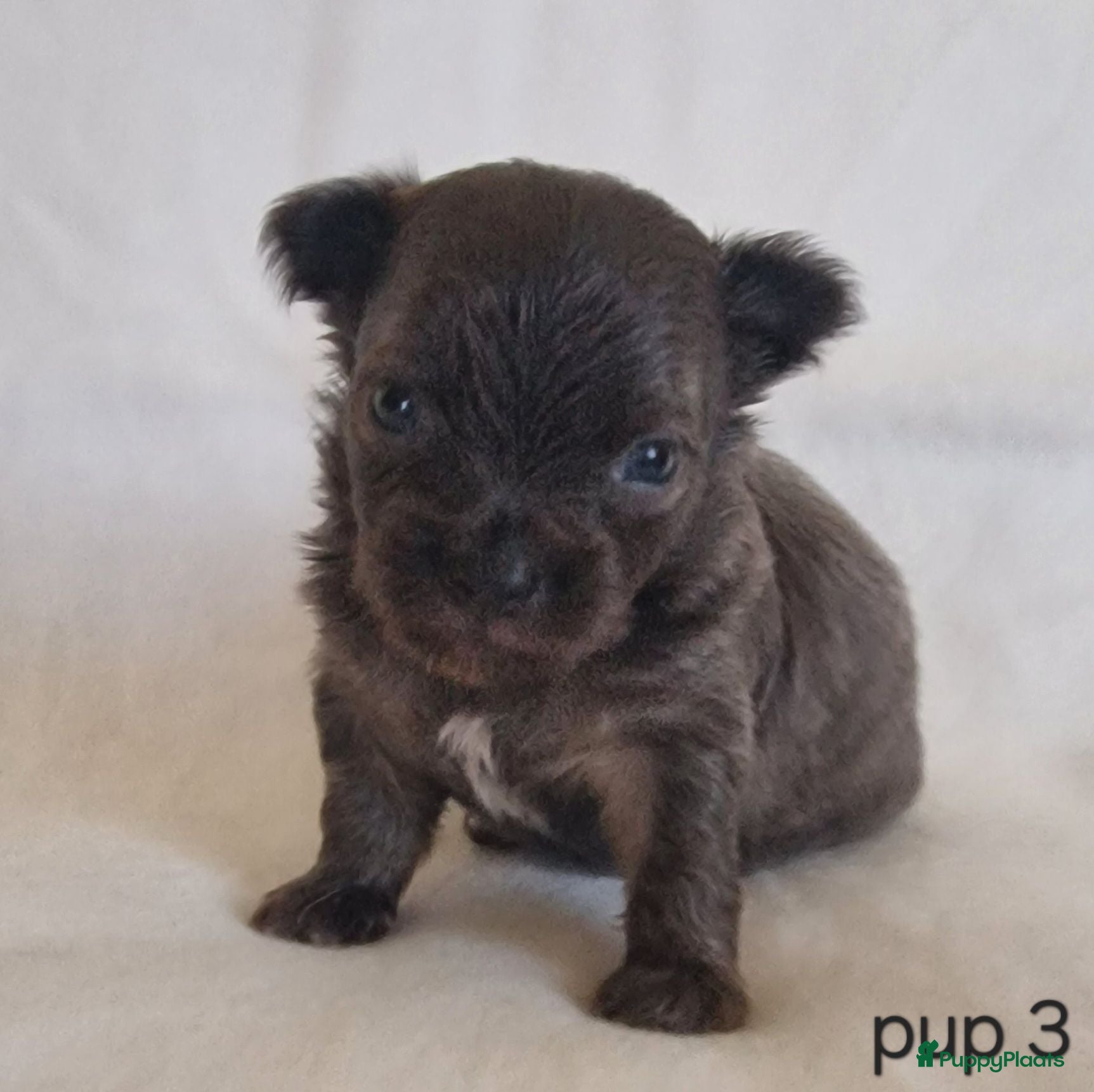 Chihuahua honden Chihuahua pups - Advertentie 2
