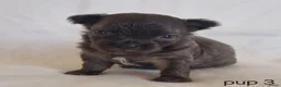 Chihuahua honden te koop: Chihuahua pups - Advertentie 2