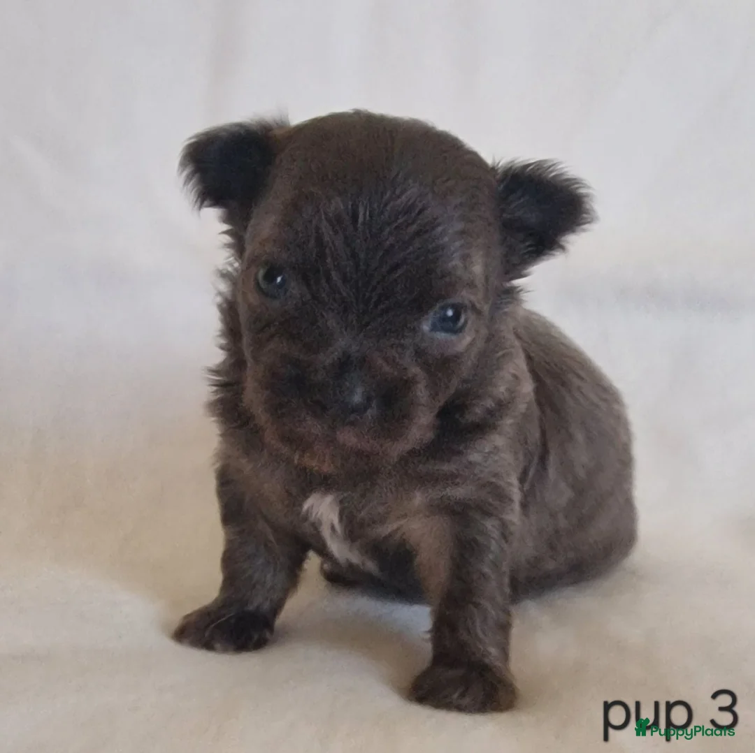 Chihuahua honden te koop: Chihuahua pups - Advertentie 2