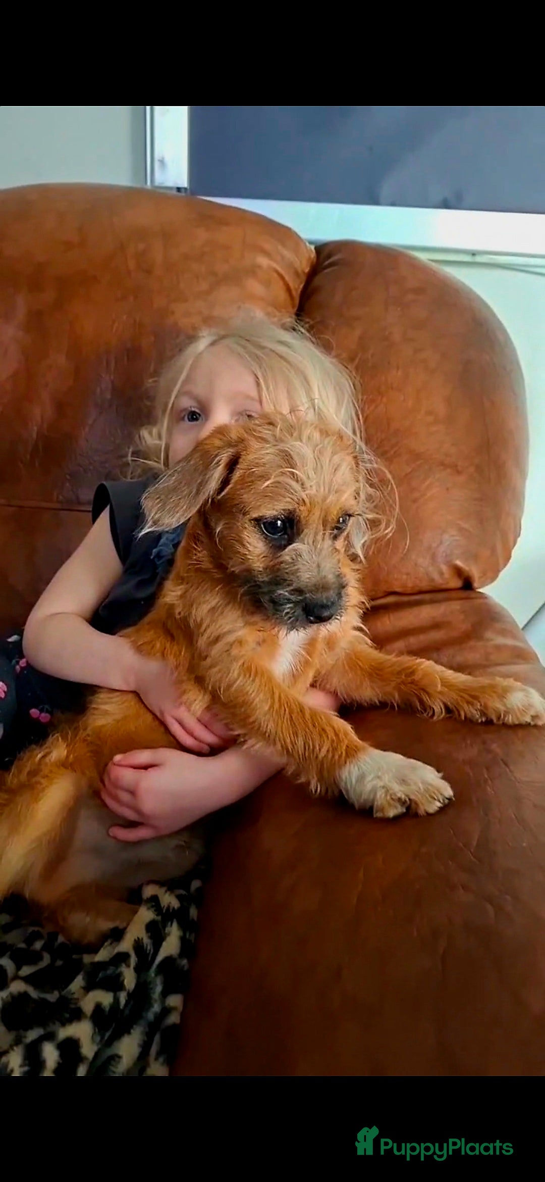 Kruising honden Laatste 2 knappe reutjes  - Advertentie 1