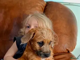 Kruising honden Laatste 2 knappe reutjes - Advertentie 1