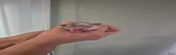 Chihuahua honden te koop: Mooie Chihuahua pups - Advertentie 20