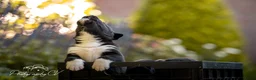 Kruising honden te koop: Huskador pupjes (labrador x Husky) - Advertentie 24