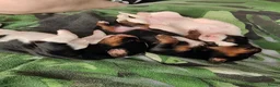 Kruising honden te koop: Prachtige pups. Kruising borderjack cavalier. - Advertentie 5