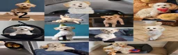 Maltipoo honden te koop: Kleinblijvende Maltipoo F1b donker abrikoos - Advertentie 21