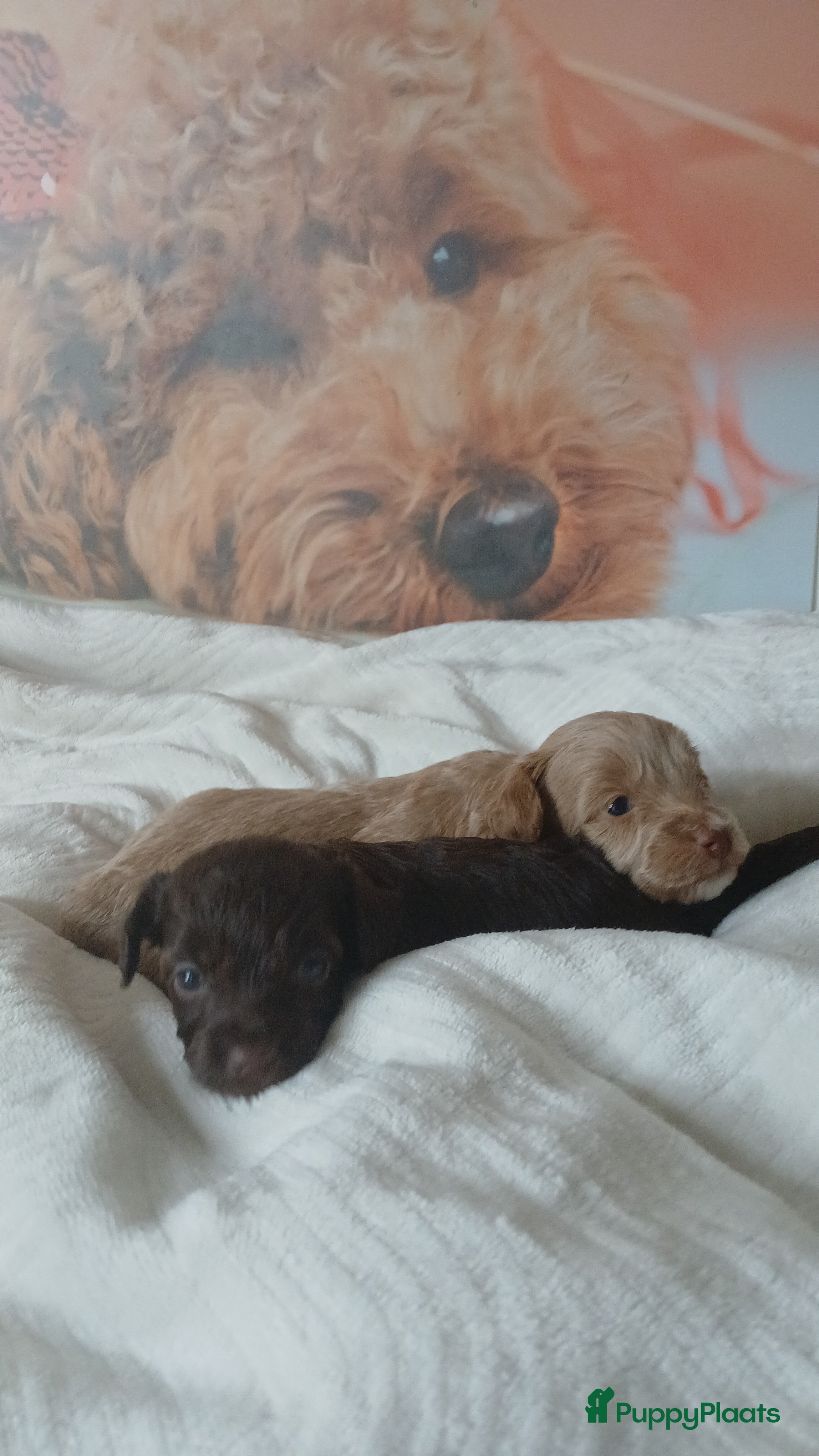 Poedel Toy honden Lieve Prachtige Rasechte Toy Poedels geboren - Advertentie 2