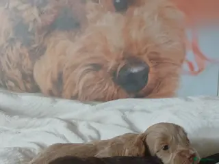 Poedel Toy honden Lieve Prachtige Rasechte Toy Poedels geboren - Advertentie 1