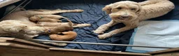 Kruising honden te koop: Australian Goldendoodles, medium - Advertentie 6