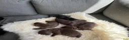 Engelse Cocker Spaniel honden te koop: Working cocker spaniel pups - Advertentie 4