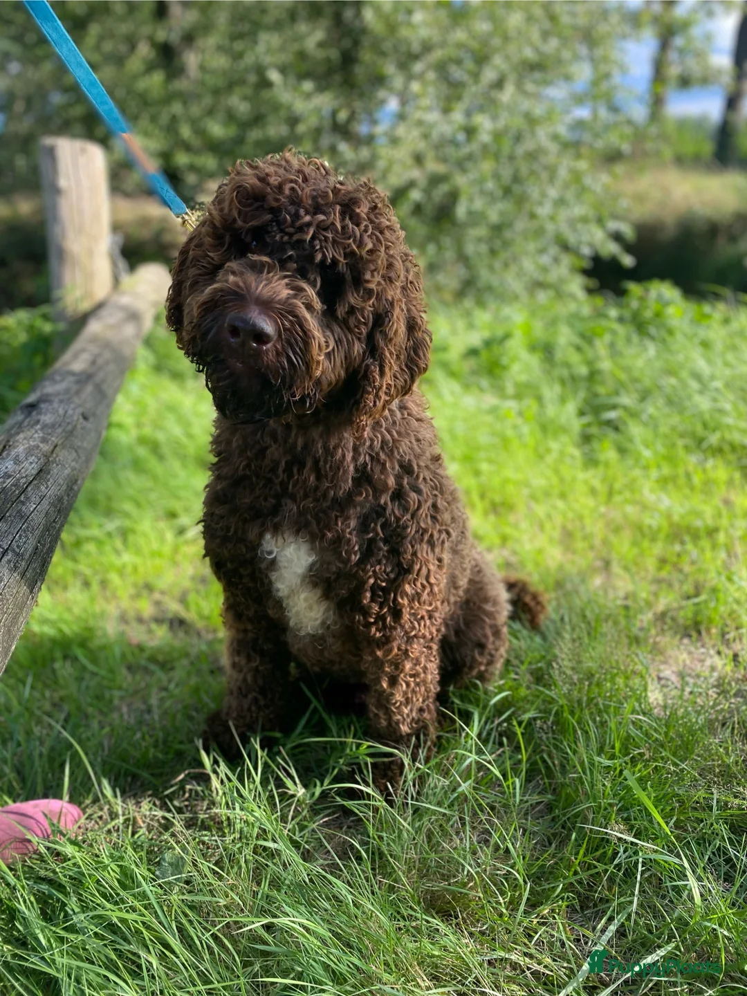 Australian Labradoodle honden te koop: Geweldig bruine medium Australian Labradoodle pups - Advertentie 22