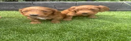 Labradoodle honden te koop: Labradoodle pups reutjes (mini) - Advertentie 4
