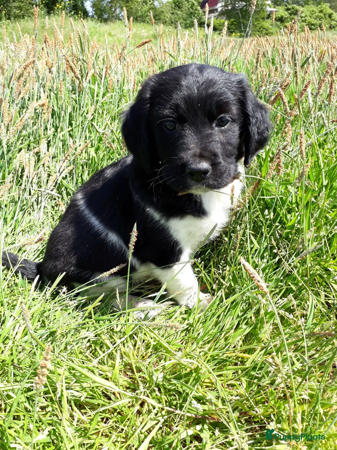 Friese Stabij honden te koop: Mooi getekende Friese Stabij pups(reutjes) - Advertentie 2