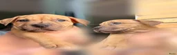 American Staffordshire Terriër honden te koop: Amerikaanse Stafford pups  - Advertentie 3
