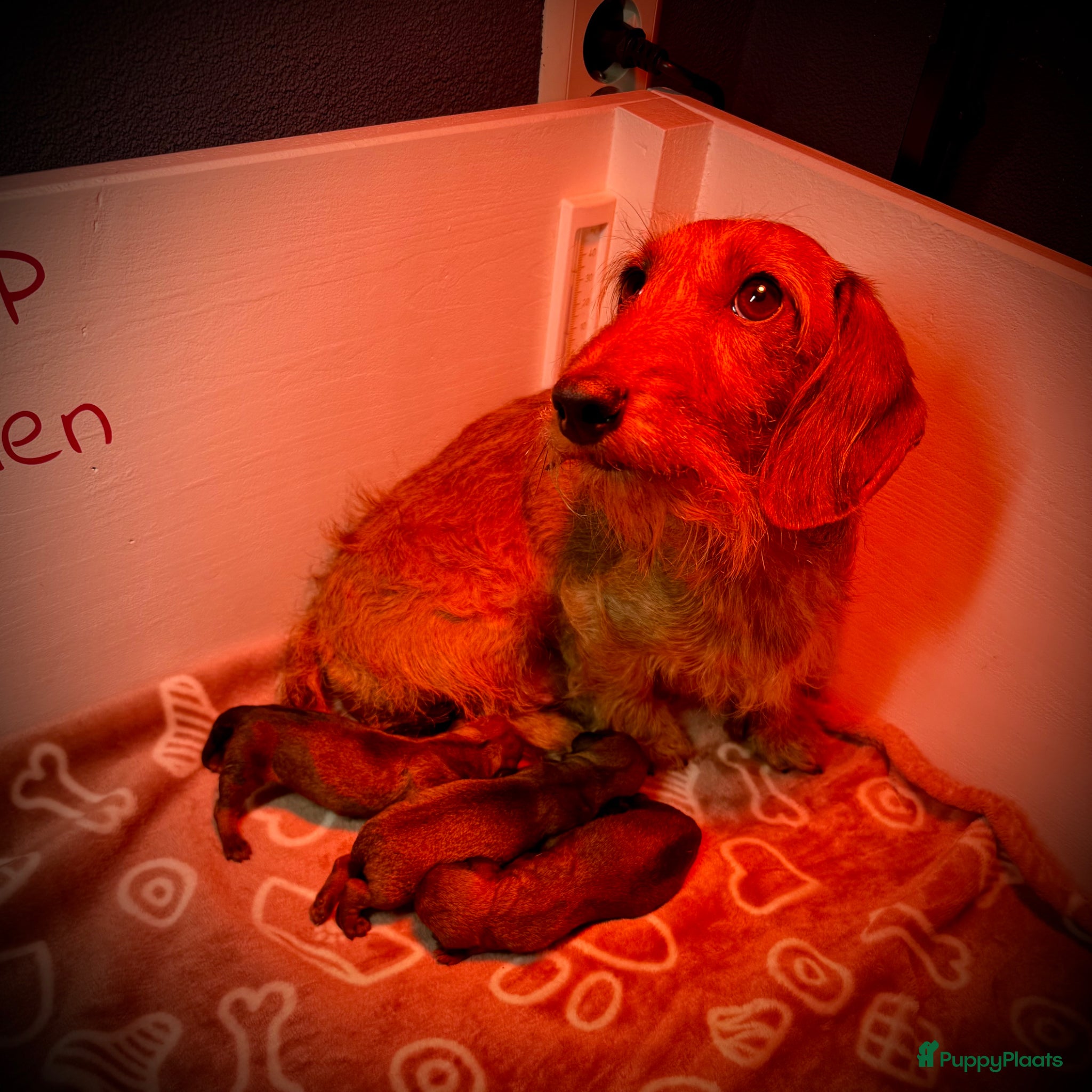 Ruwhaar Teckel honden Rode ruwharige kaninchen teckelpups- met stamboom  - Advertentie 2