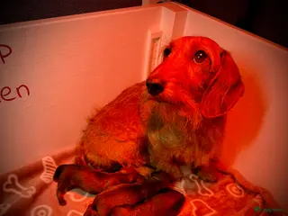 Ruwhaar Teckel honden Rode ruwharige kaninchen teckelpups- met stamboom - Advertentie 2