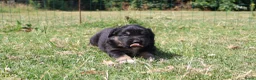 Labrador Retriever honden te koop: Wij hebben hele knappe labrador pups te koop - Advertentie 9