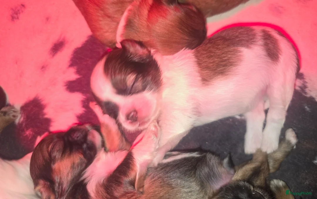 Kruising honden te koop: Boomer pups 14-1 geboren (Shih-Tzu x Boomer) - Advertentie 24
