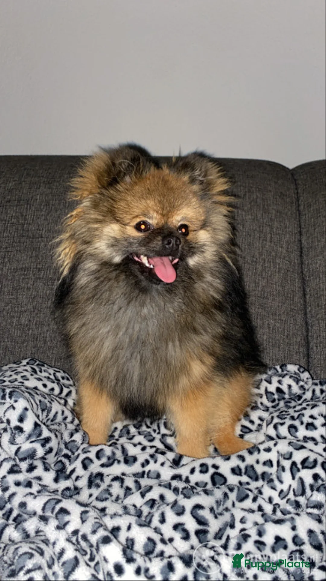 Pomeriaan honden ter dekking: Dekreu mini pomeriaan in Elst - Advertentie 5