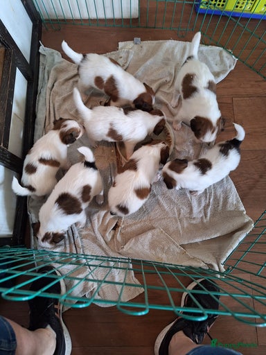 Galerij afbeelding {{count}}