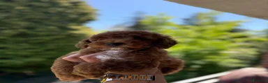 Poedel Toy Puppy 1