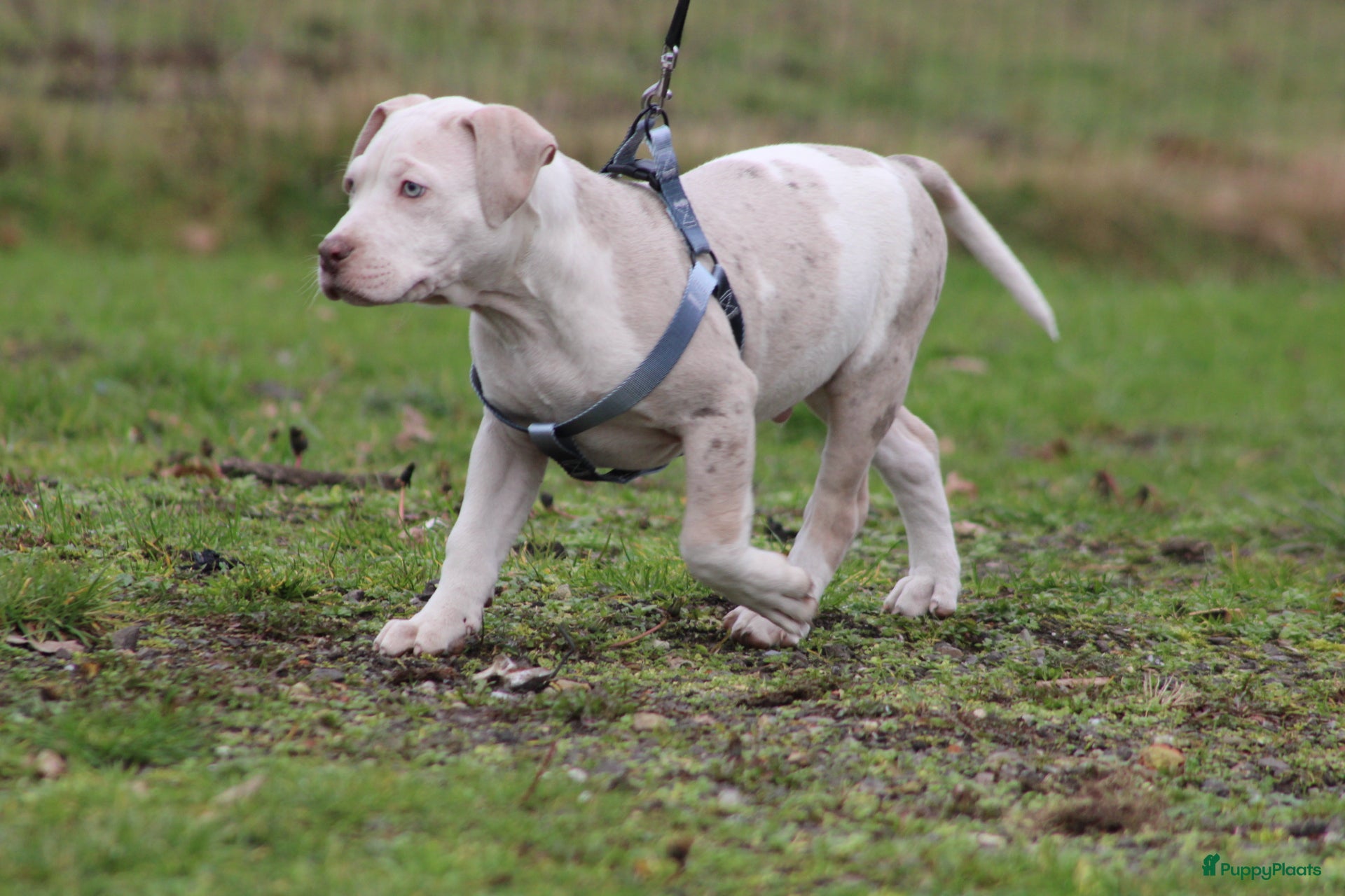 Amerikaanse Bully honden American Bully XL laatste reu  - Advertentie 5
