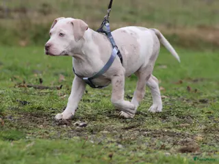 Amerikaanse Bully honden American Bully XL laatste reu - Advertentie 5