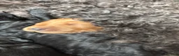 Labradoodle honden te koop: Labradoodle / 'Dubbel Doodle' pups geboren! - Advertentie 26