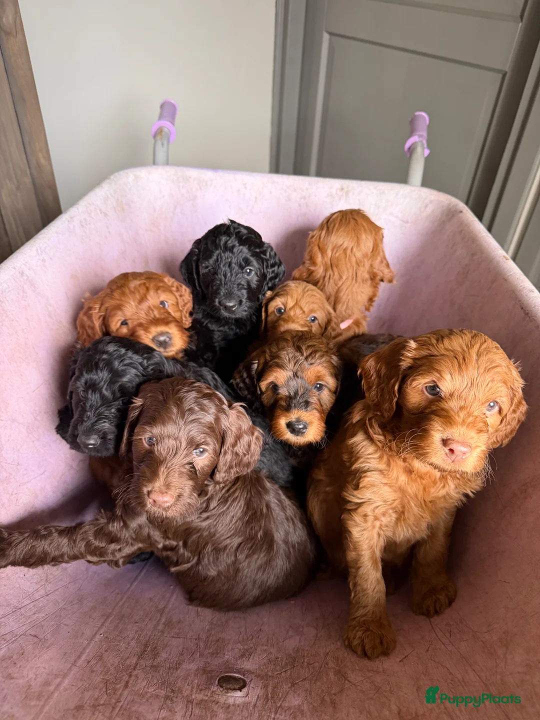 Labradoodle honden te koop: Labradoodles medium  - Advertentie 1