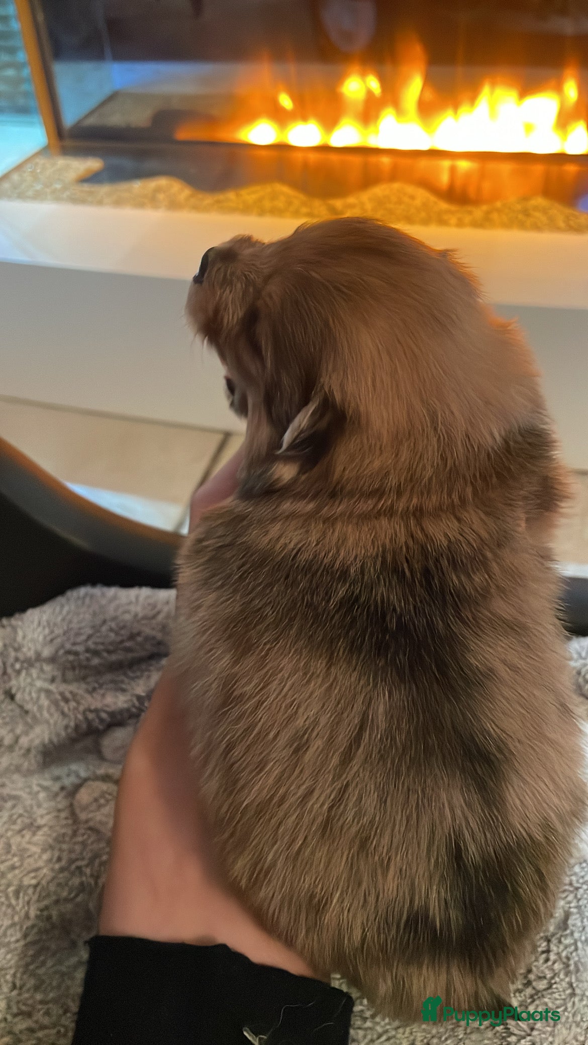 Pomeriaan honden Pomeriaan pups te koop  - Advertentie 2