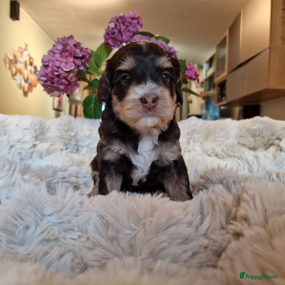 Australian Labradoodle honden te koop: Reutje met officiële stamboom uit geteste ouders  - Afbeelding 8
