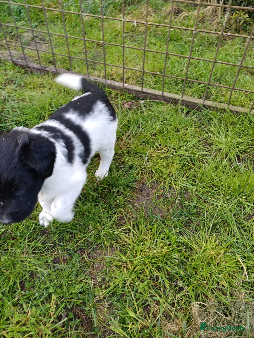Friese Stabij honden te koop: Te koop 3 Friese stabij reutjes - Afbeelding 11
