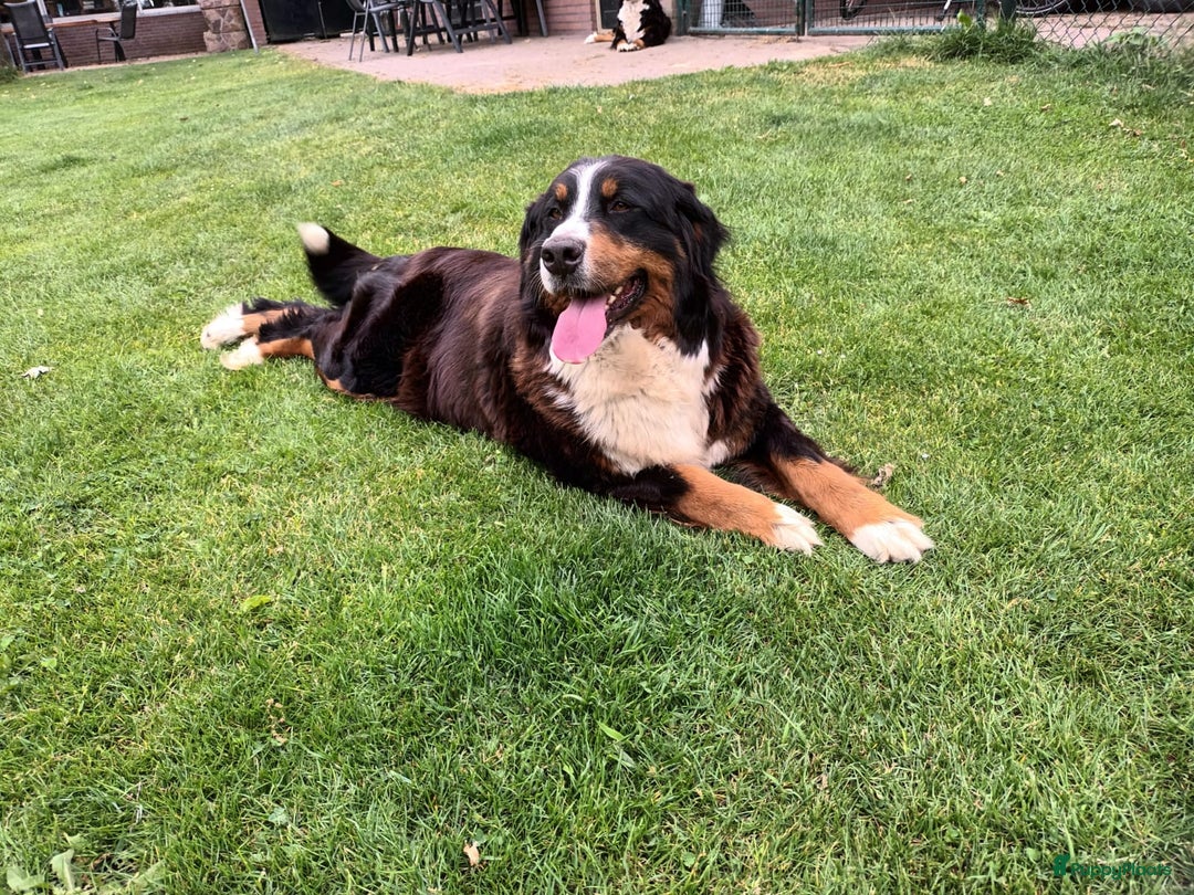 Galerij afbeelding {{count}}