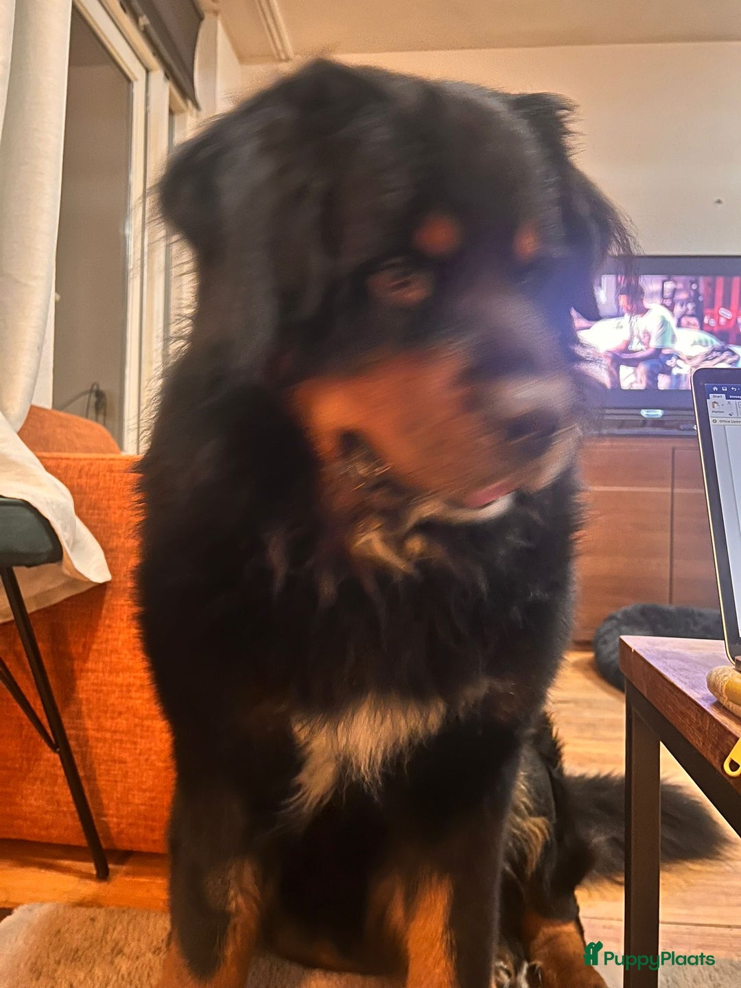 Berner Sennenhond honden ter dekking: Boulab Berner Senner 75% x 25% labrador - Advertentie 6