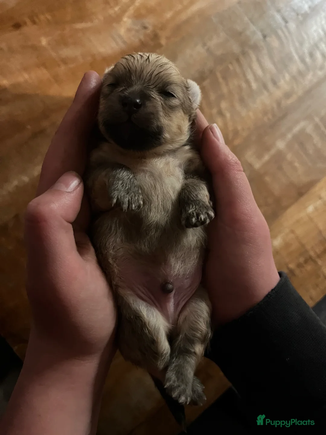 Pomeriaan honden te koop: Pomeriaan pupjes (keeshond) 2 gereserveerd - Advertentie 29