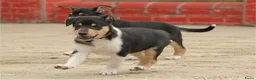 Schotse Herdershond korthaar honden te koop: Nog 2 knappe reuen schotse collie korthaar reuen. - Advertentie 12