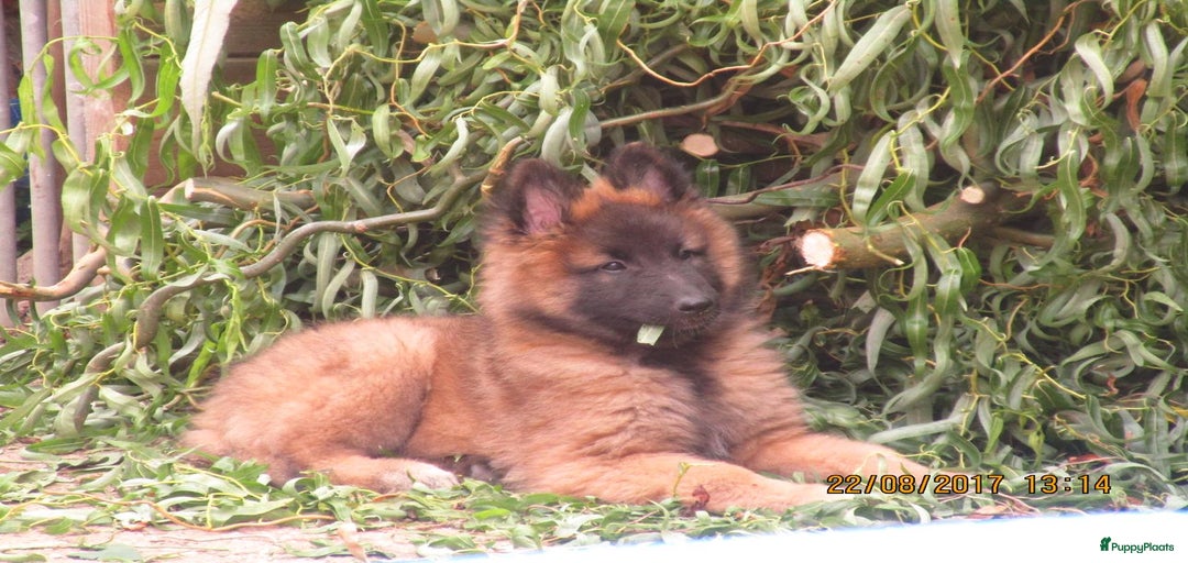 Galerij afbeelding {{count}}