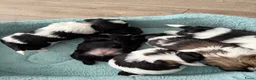 Shih Tzu honden te koop: Puppies te koop - Advertentie 2