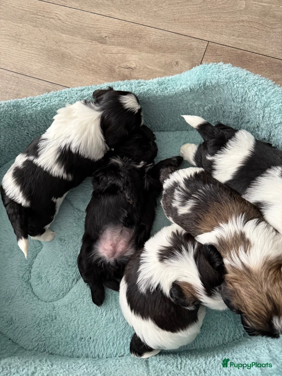 Shih Tzu honden te koop: Puppies te koop - Advertentie 2