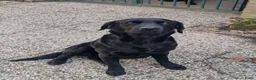 Labrador Retriever honden te koop: 2 mooie weldoorvoede zwarte labrador pups te koop in Roggel - Advertentie 6