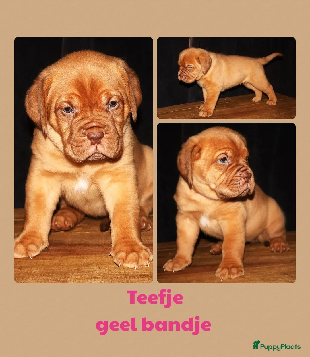 Bordeaux Dog honden te koop: Er zijn nog 2 reutjes en 1 teefje beschikbaar  - Advertentie 4