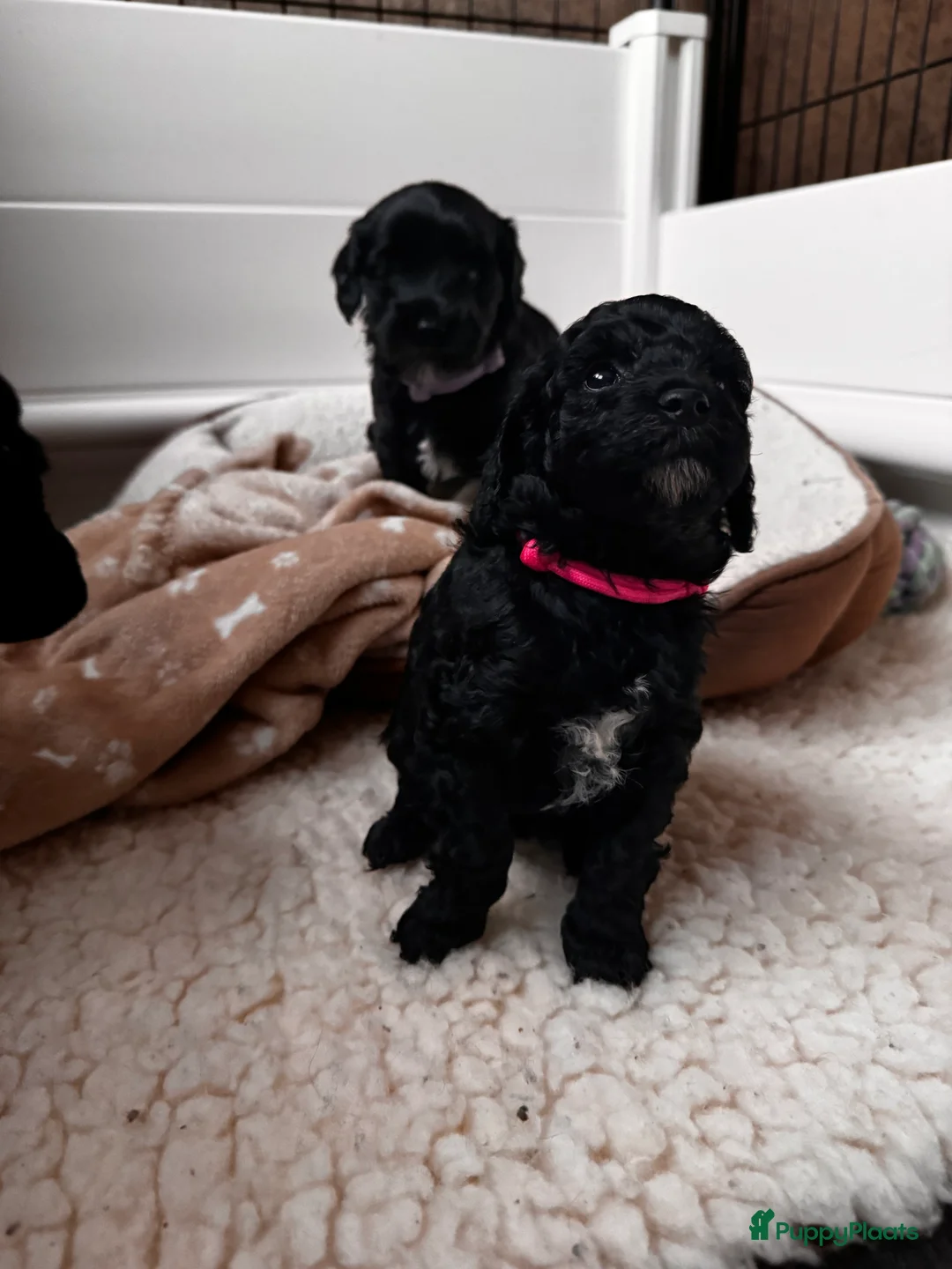 Australian Labradoodle honden te koop: Australian labradoodle mini  - Advertentie 2