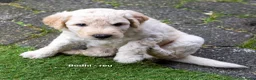 Labradoodle honden te koop: Prachtige labradoodle pups beschikbaar  - Advertentie 7